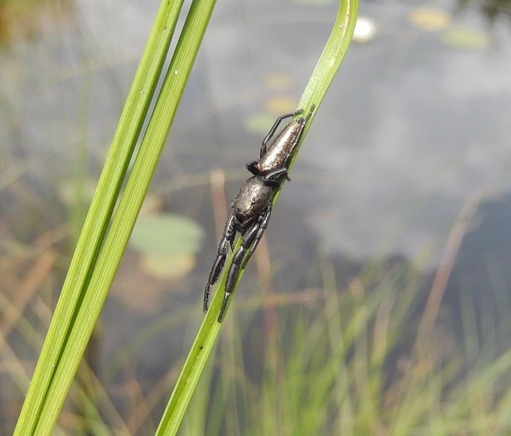 Salticidae:  Mendoza canestrinii   - prov. Varese