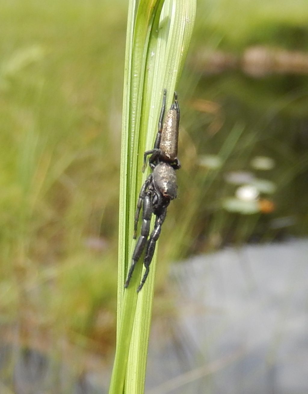 Salticidae:  Mendoza canestrinii   - prov. Varese