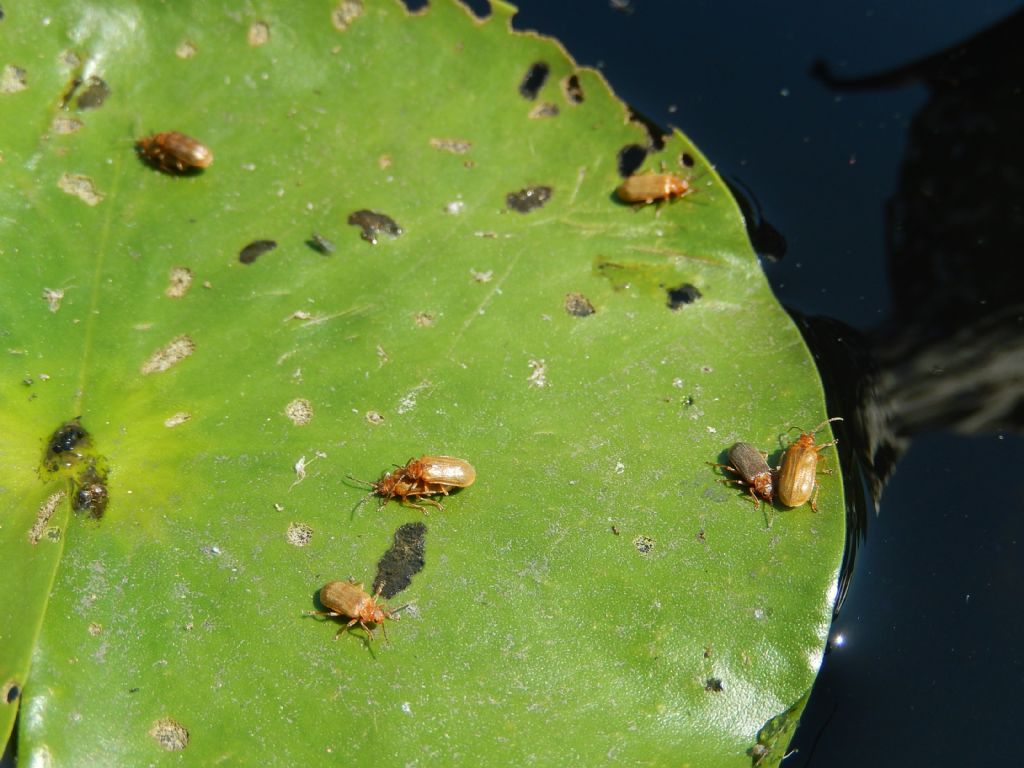 Galerucella nymphaeae, Chrysomelidae