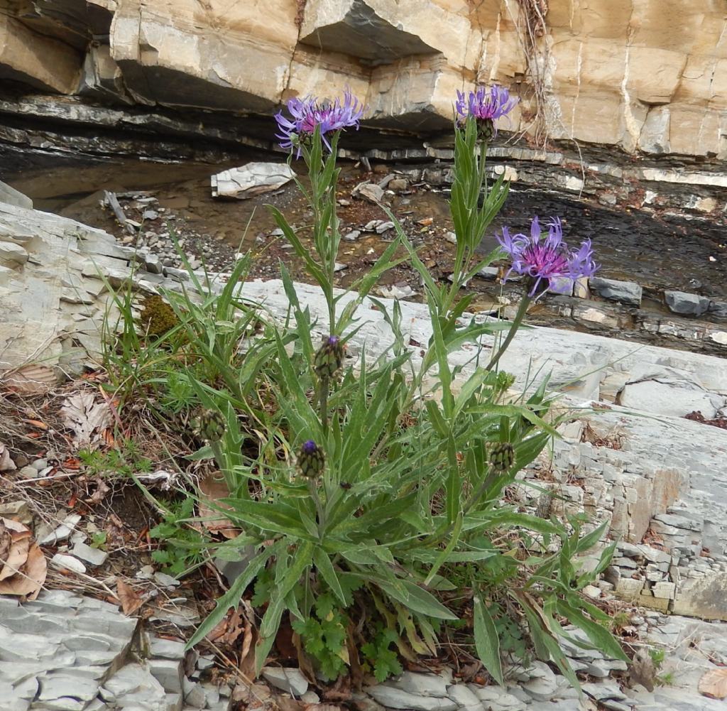 Monte Antola (GE) - Cyanus triumfettii
