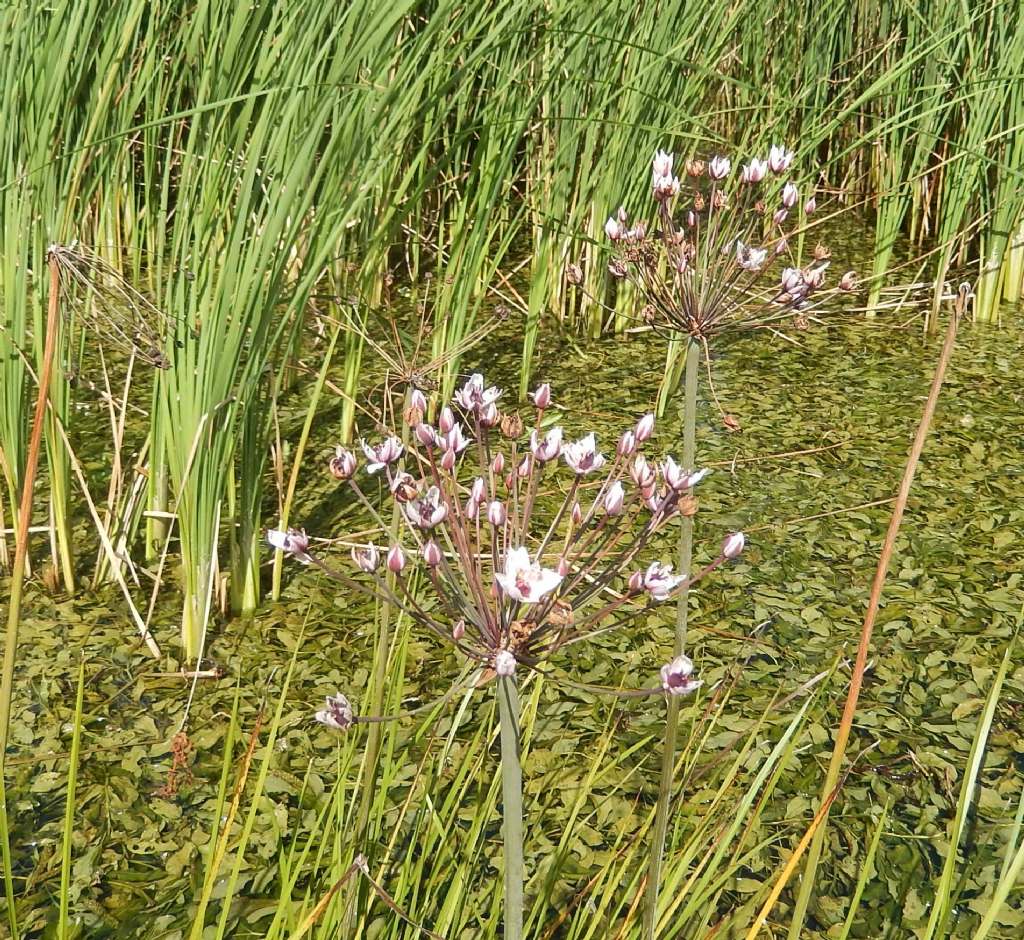 Bialowieza3