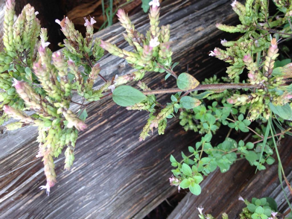 Strane spighette - Origanum sp.