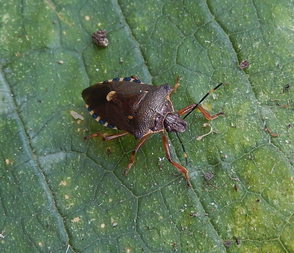 Pentatomidae:  Pinthaeus sanguinipes