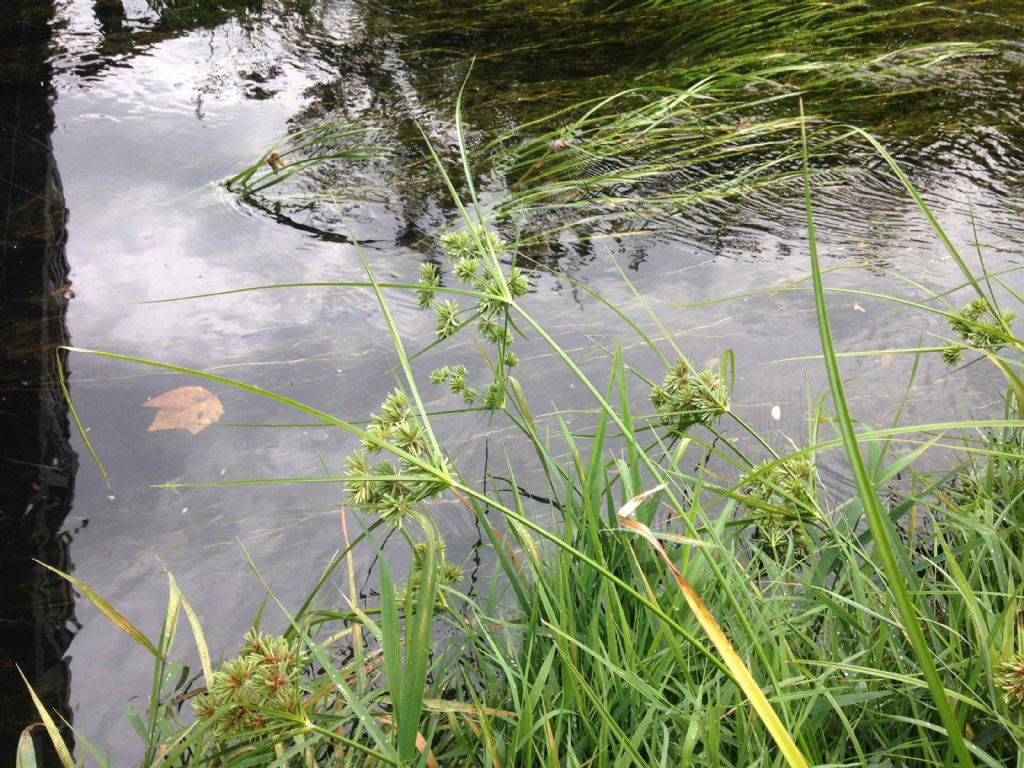 Cyperus