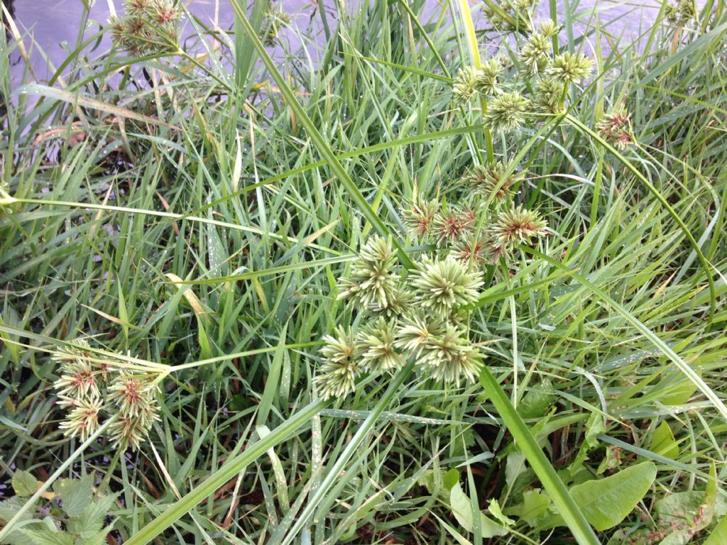 Cyperus