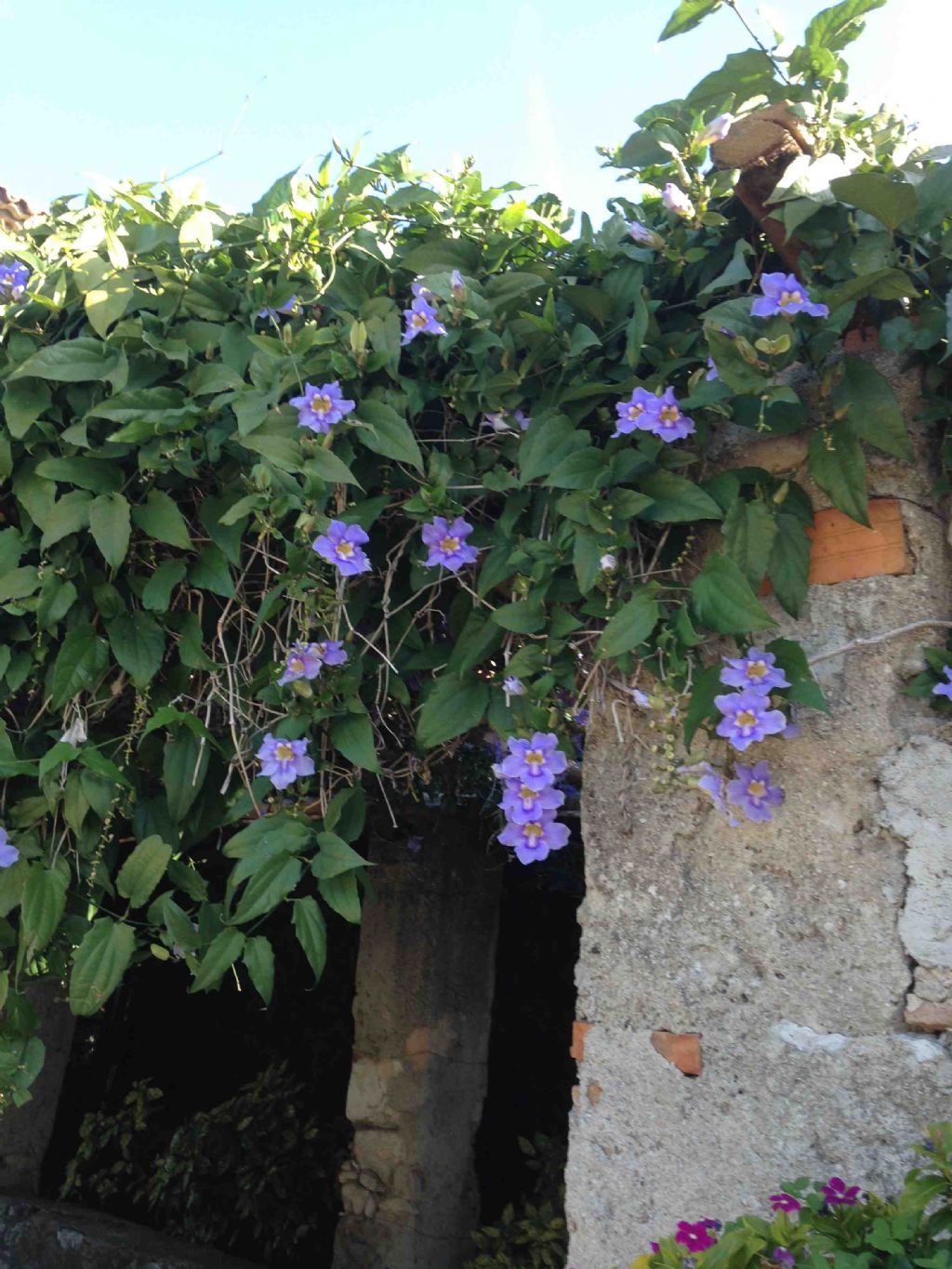 Thunbergia sp.