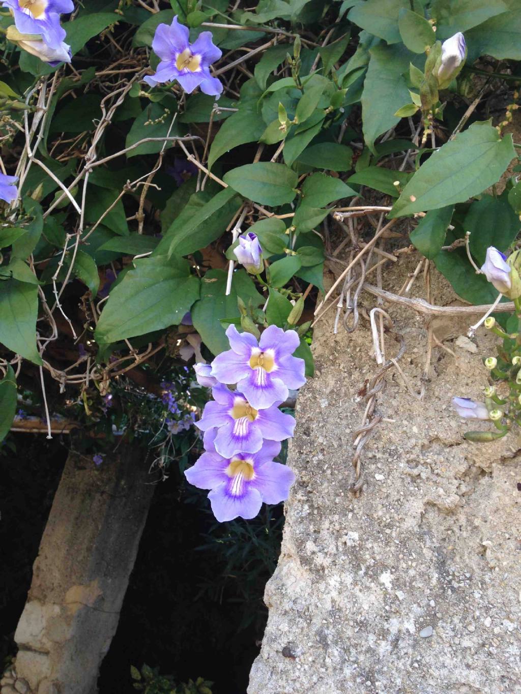 Thunbergia sp.