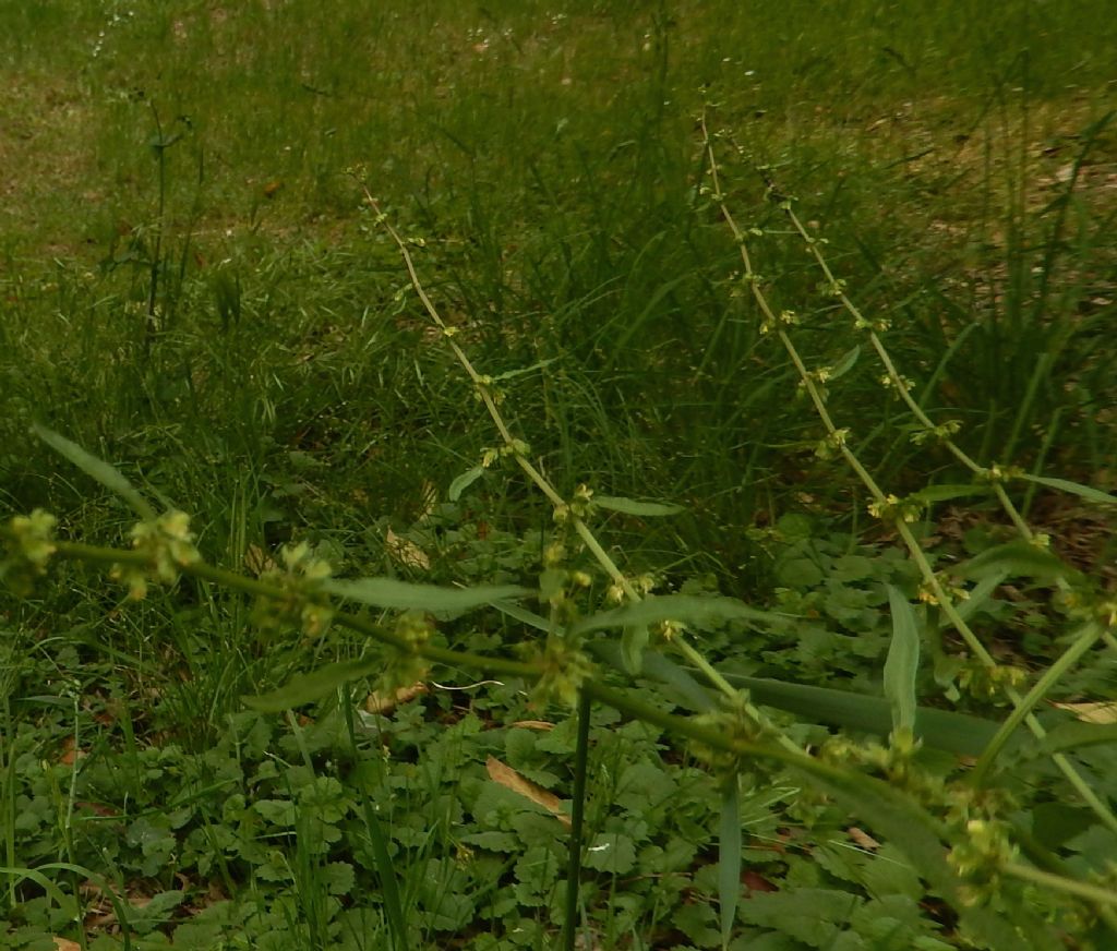 Pianta Euganei - Rumex sp.