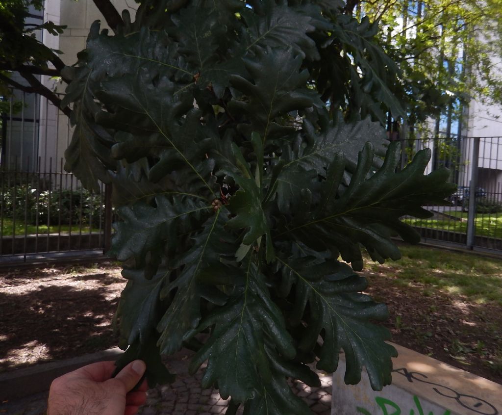 Quercus pyrenaica?