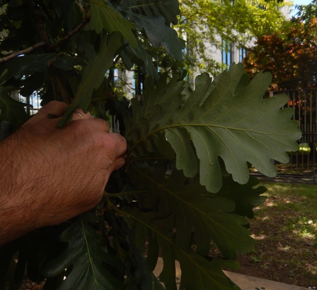 Quercus pyrenaica?