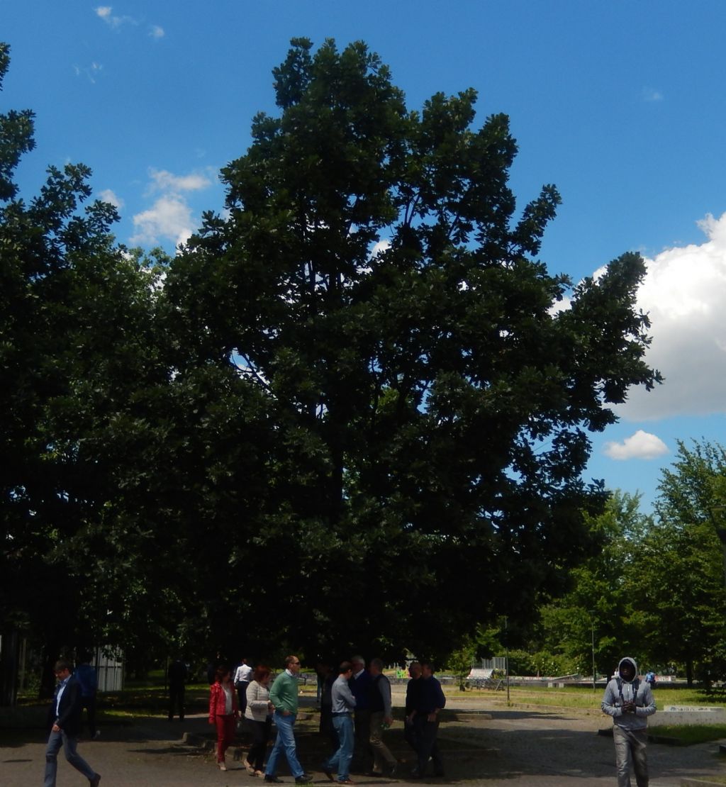 Quercus pyrenaica?