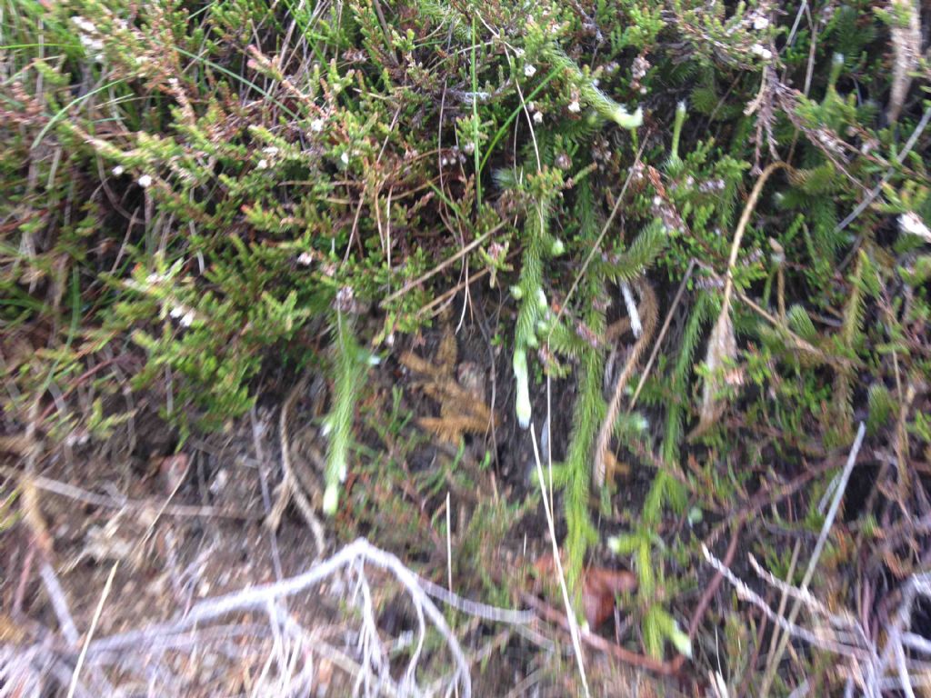 Lycopodium annotinum