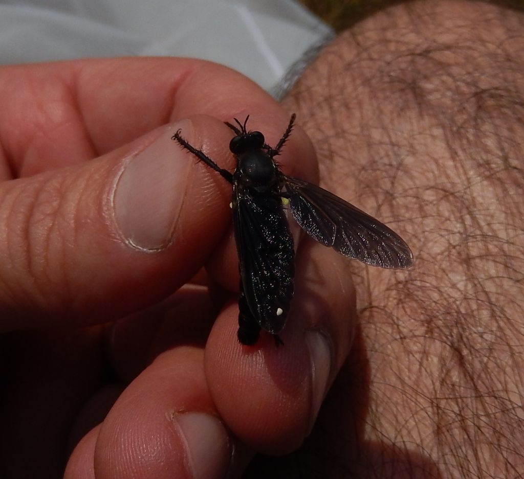 Asilide: Dasypogon diadema  maschio