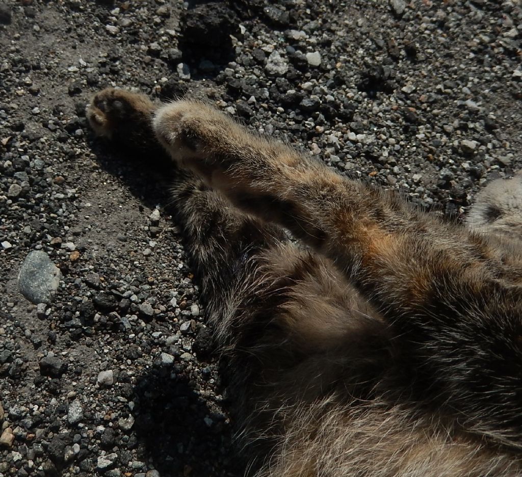 Gatto valtellinese selvatico? No, domestico.