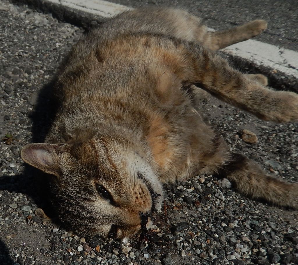 Gatto valtellinese selvatico? No, domestico.