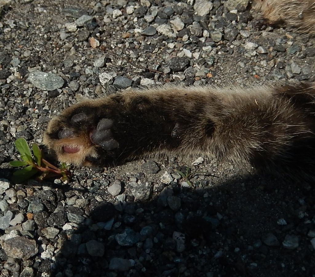 Gatto valtellinese selvatico? No, domestico.