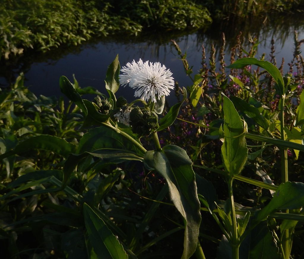 Acquatica Lomellina - Ageratum sp.  o Ageratina sp.