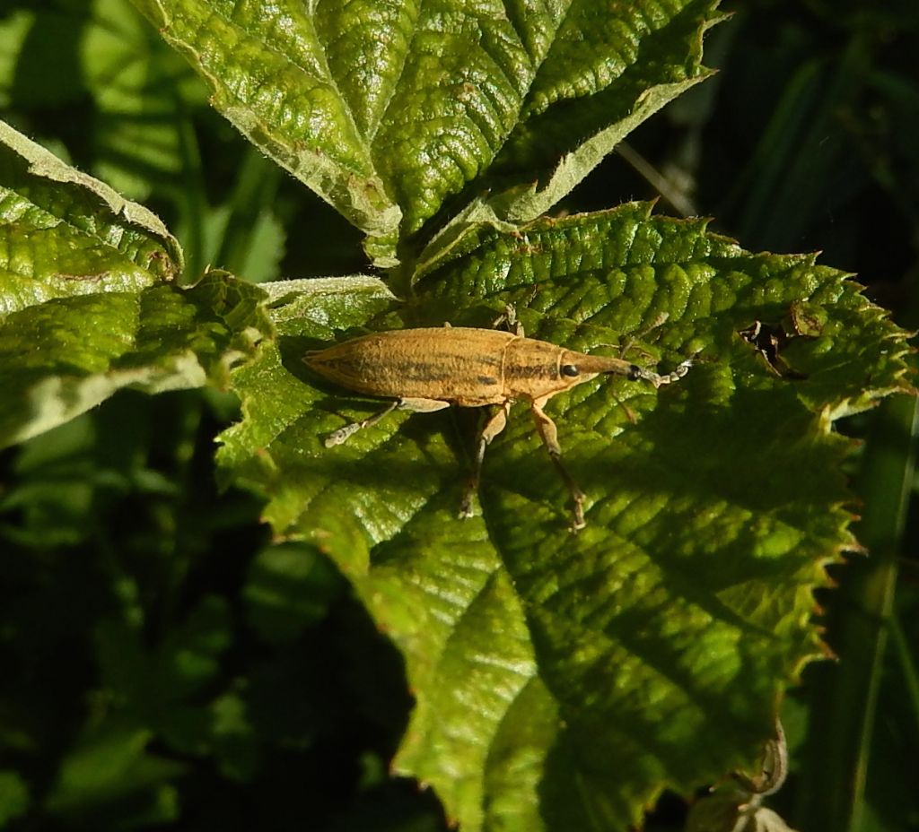 Curculionida:  Quale Lixus ?  Lixus iridis !