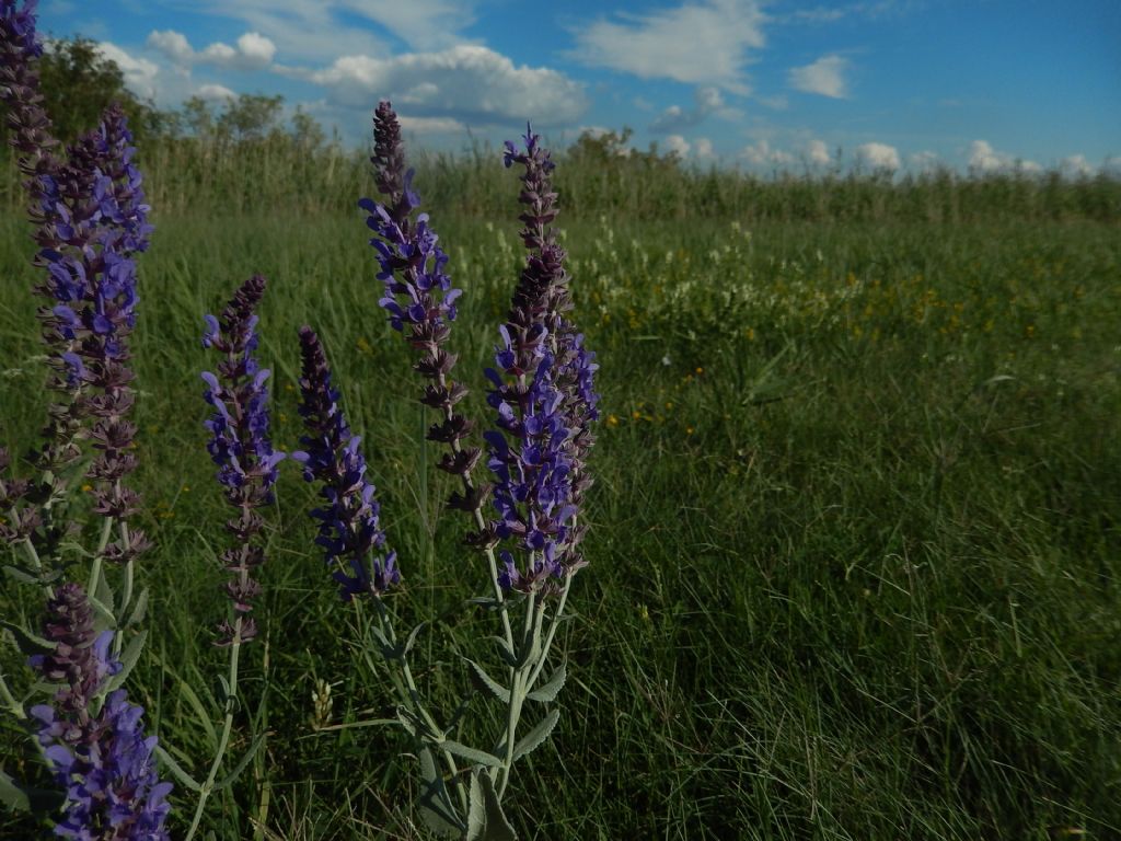 Salvia viola