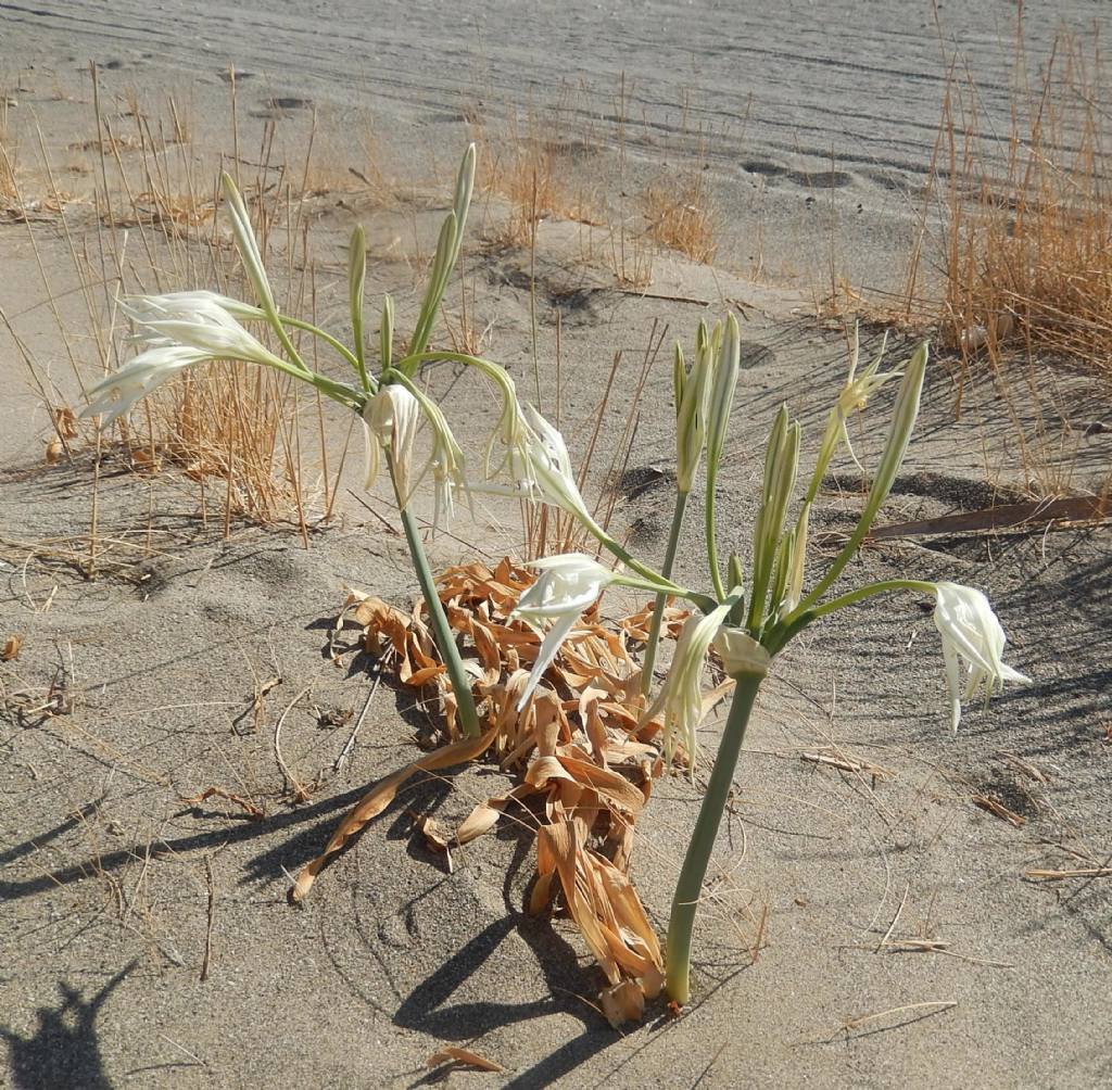 Pancratium maritimum / Pancrazio, giglio di mare