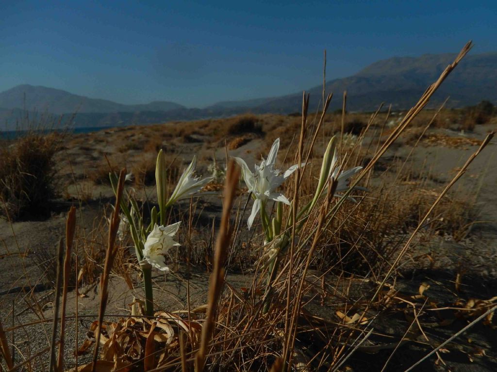 Pancratium maritimum / Pancrazio, giglio di mare