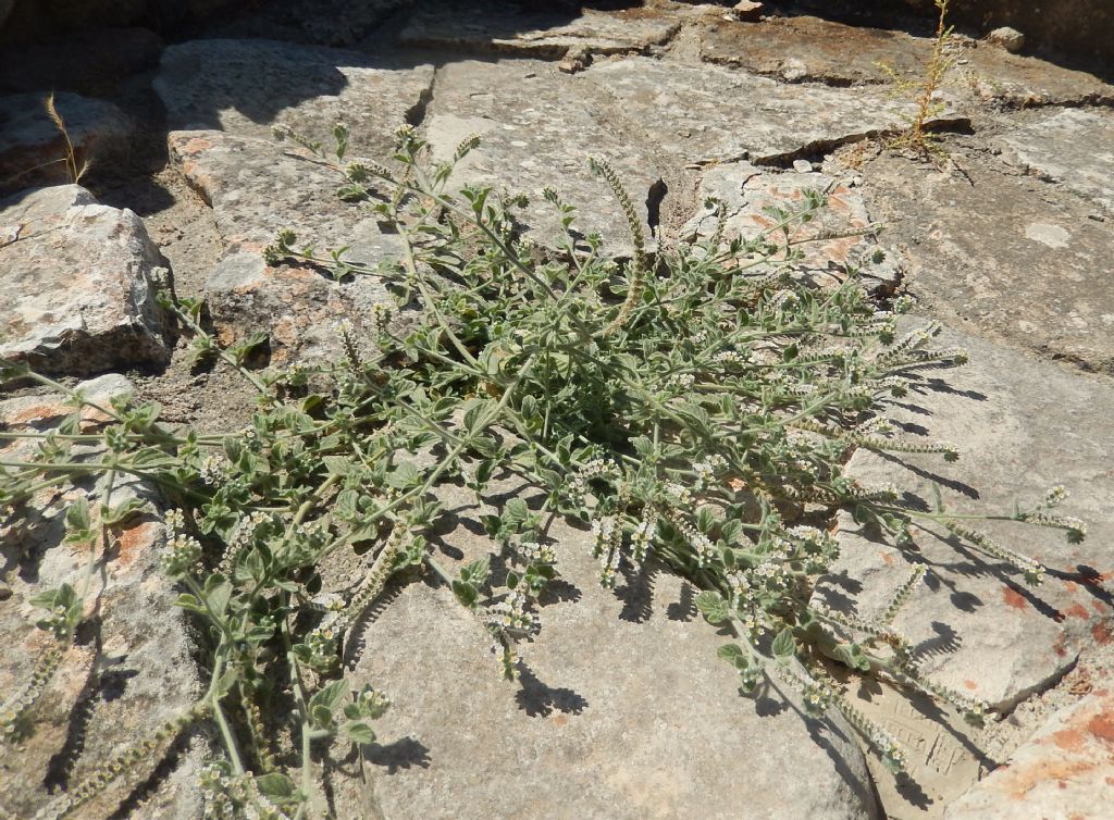 Fiore di Creta - Heliotropium sp.