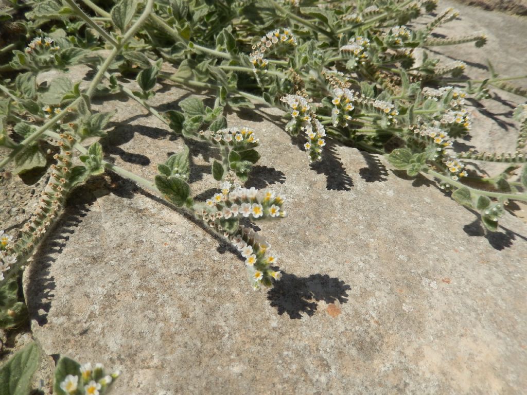 Fiore di Creta - Heliotropium sp.
