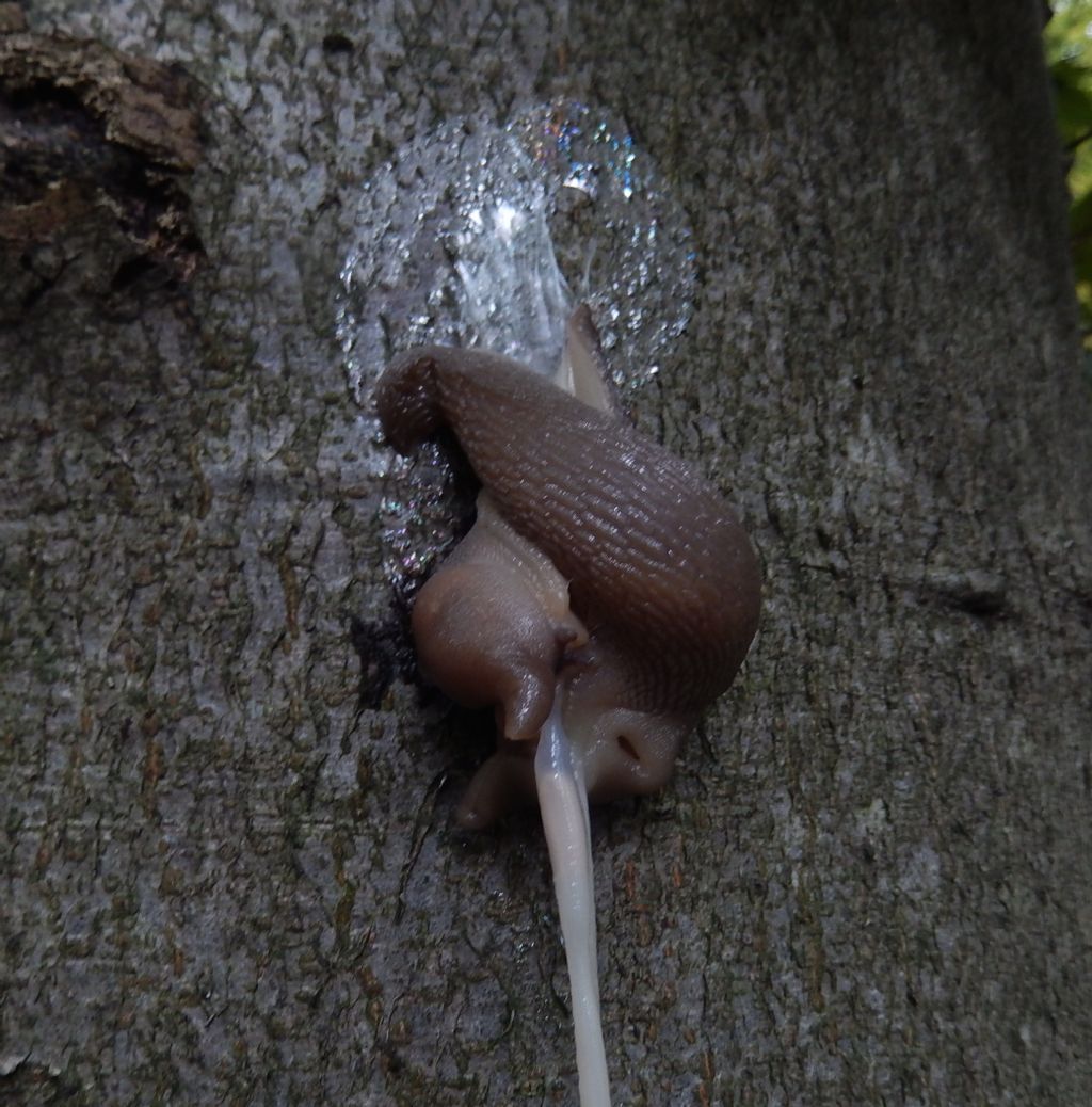 Limax punctulatus o L. redii del Lario