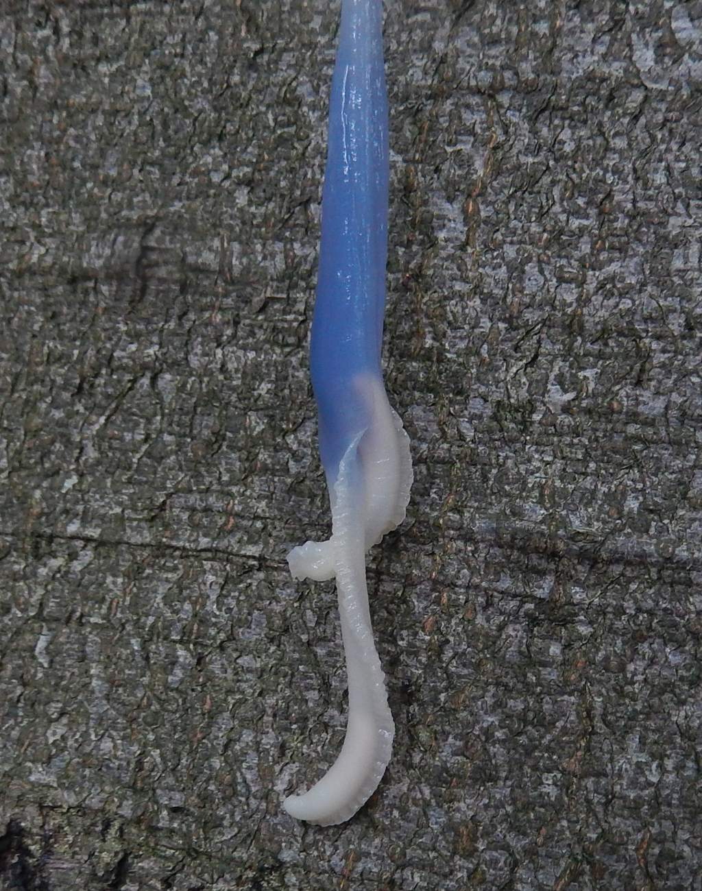 Limax punctulatus o L. redii del Lario