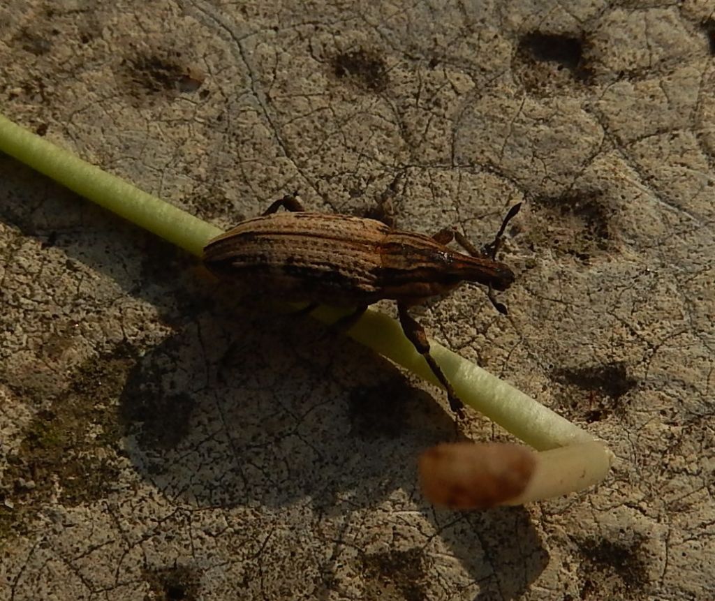 Curculionidae:  Lixus ?  No, Mecaspis alternans