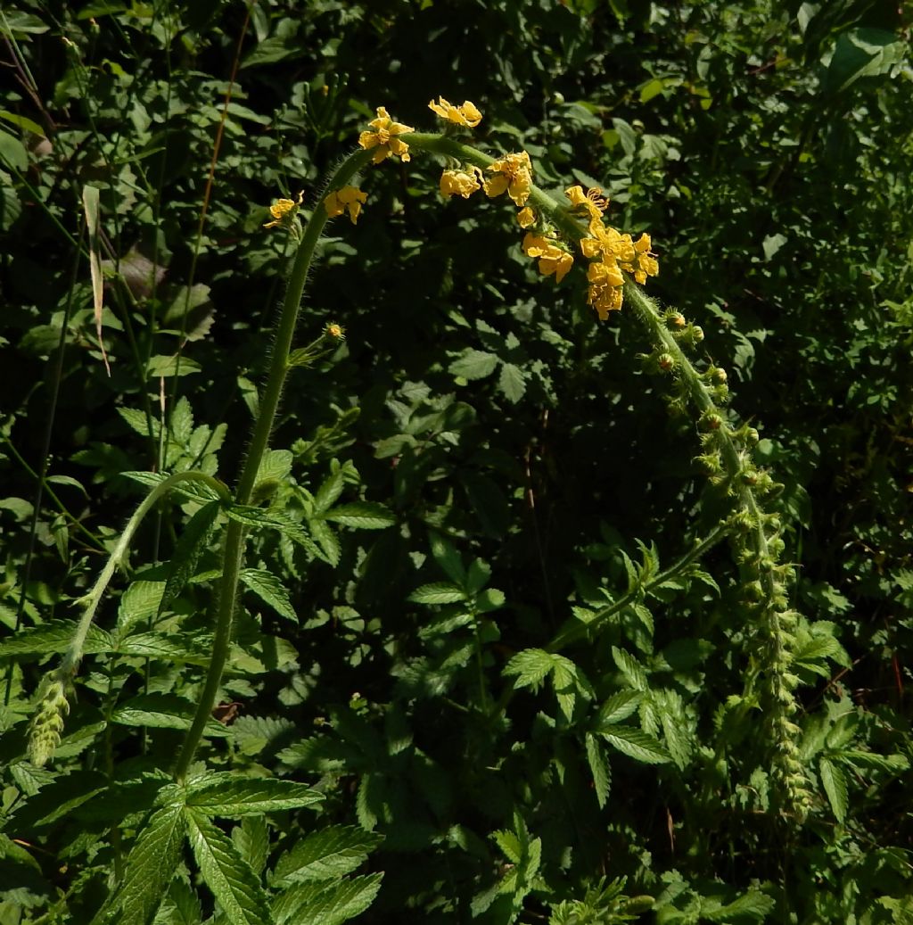 Spiga gialla: Agrimonia sp.
