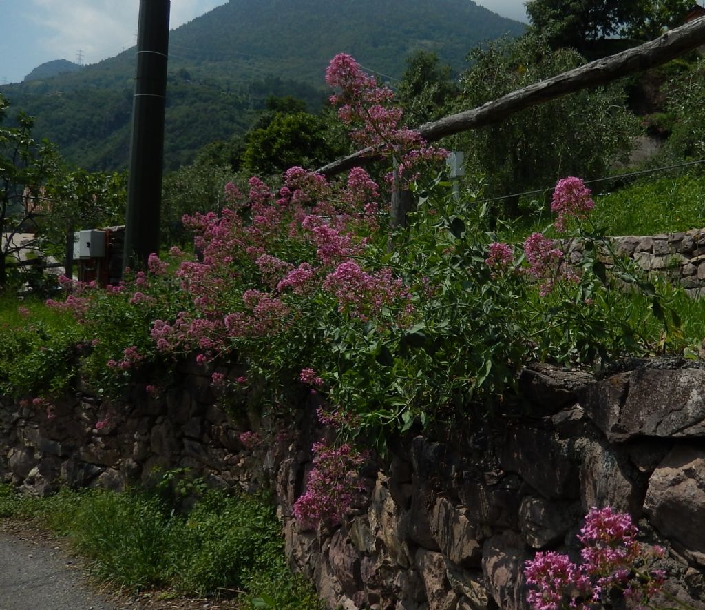 Centranthus ruber (Caprifoliaceae)