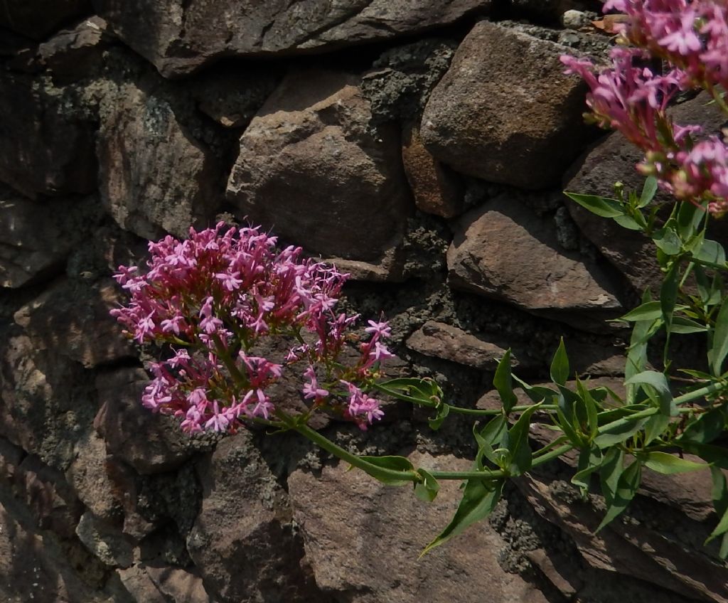 Centranthus ruber (Caprifoliaceae)