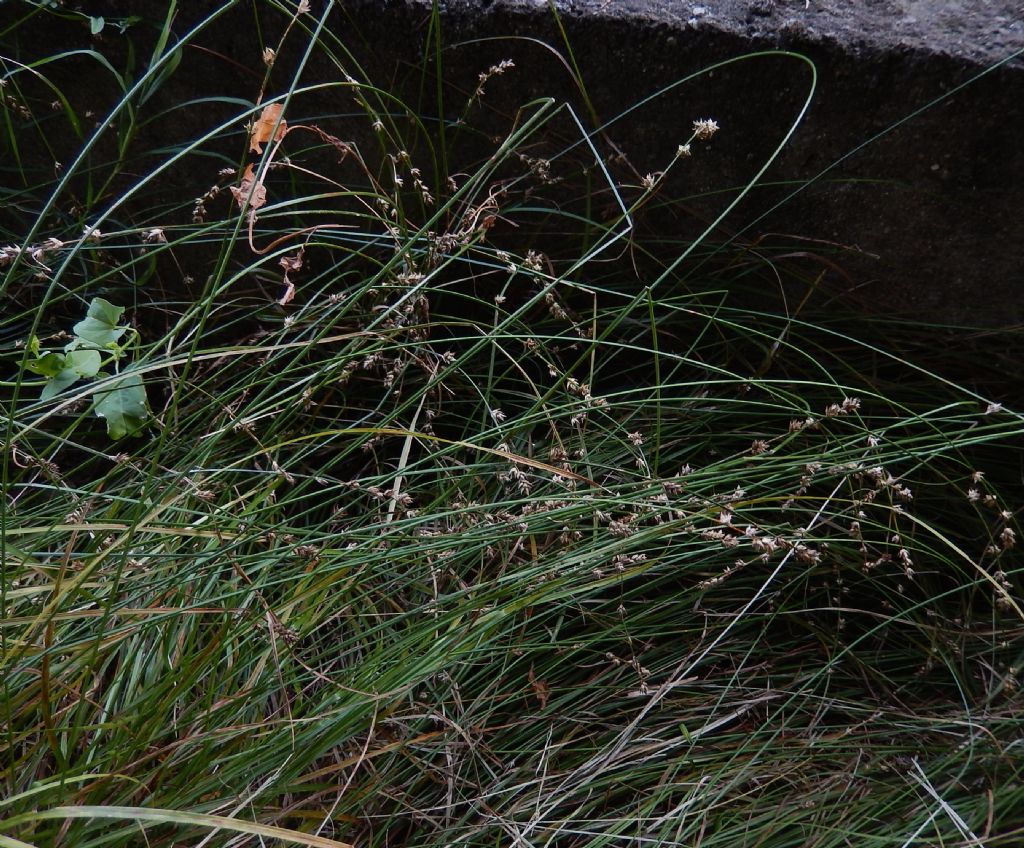 Carex brizoides?