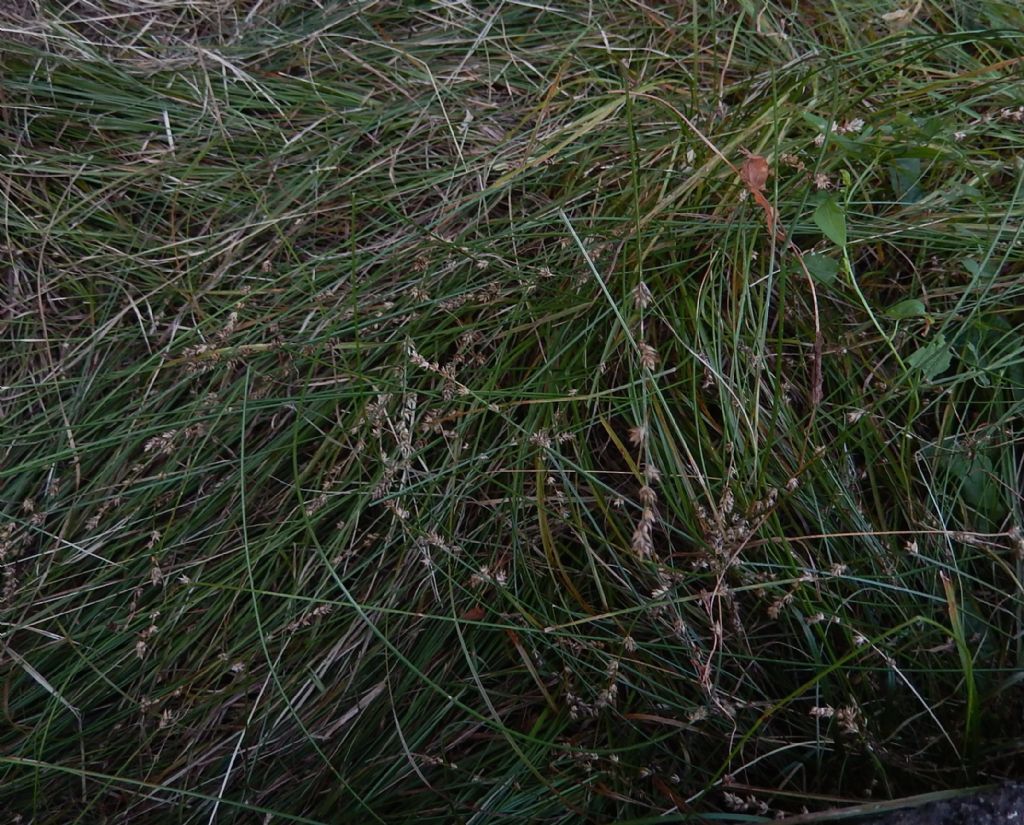 Carex brizoides?