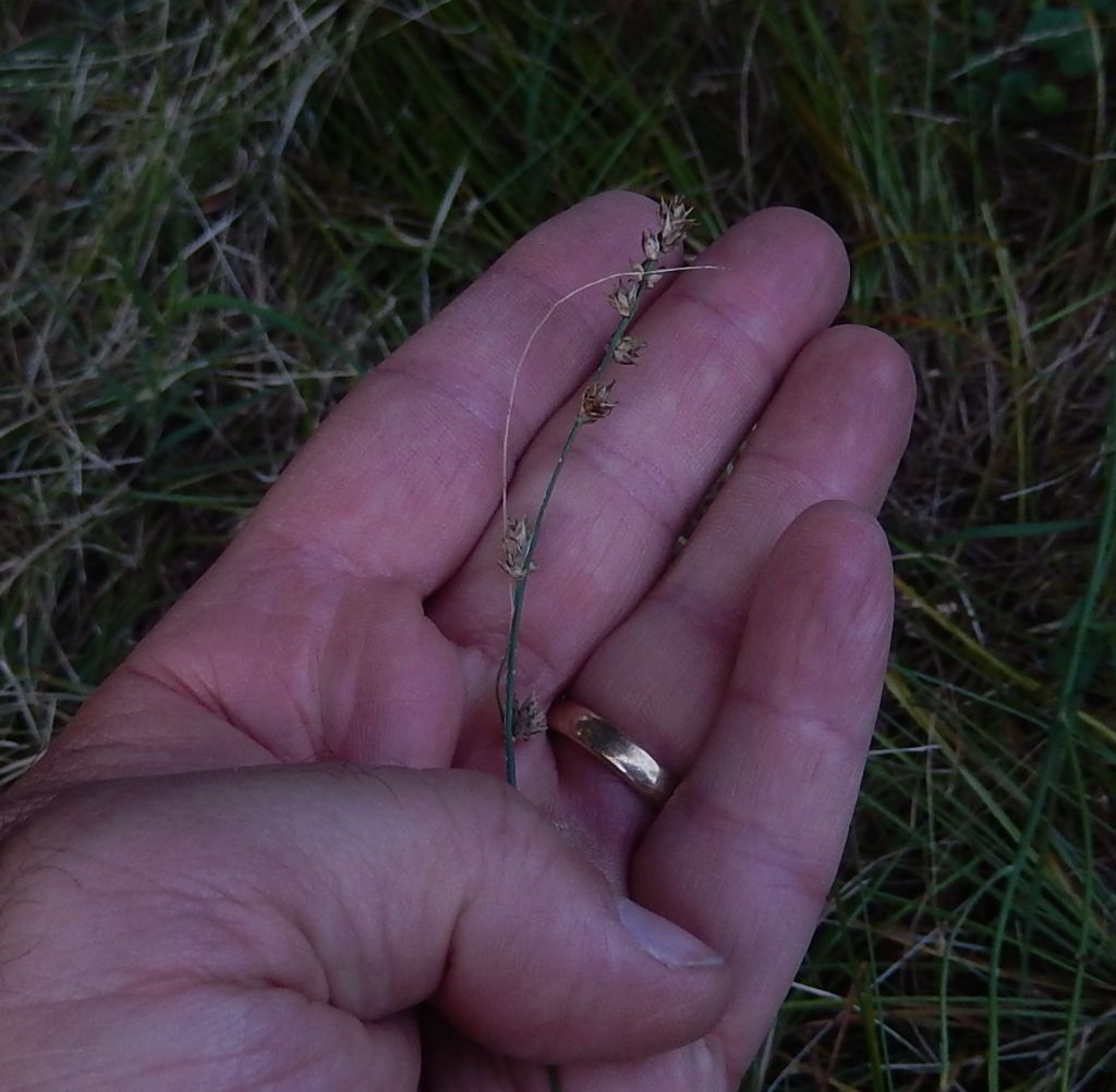 Carex brizoides?