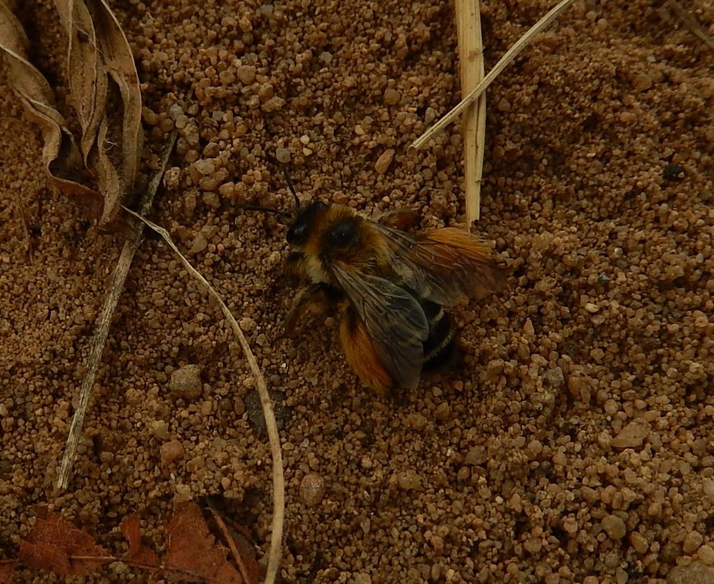 Api scavatrici: Dasypoda cf. hirtipes.