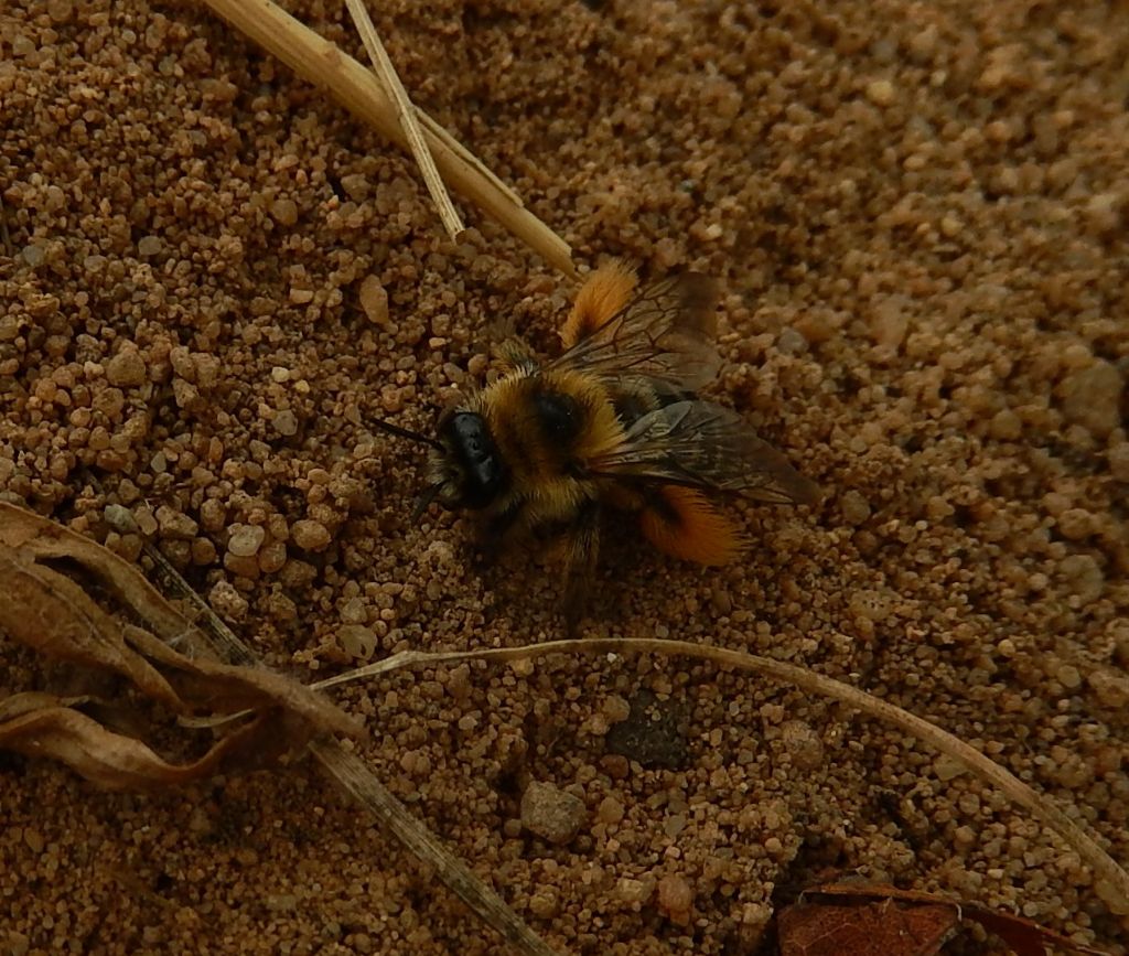 Api scavatrici: Dasypoda cf. hirtipes.