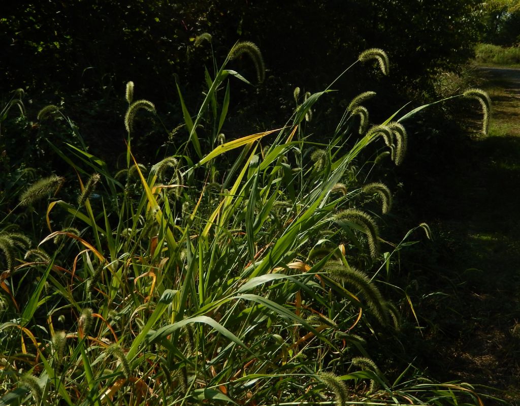 Setaria gigante