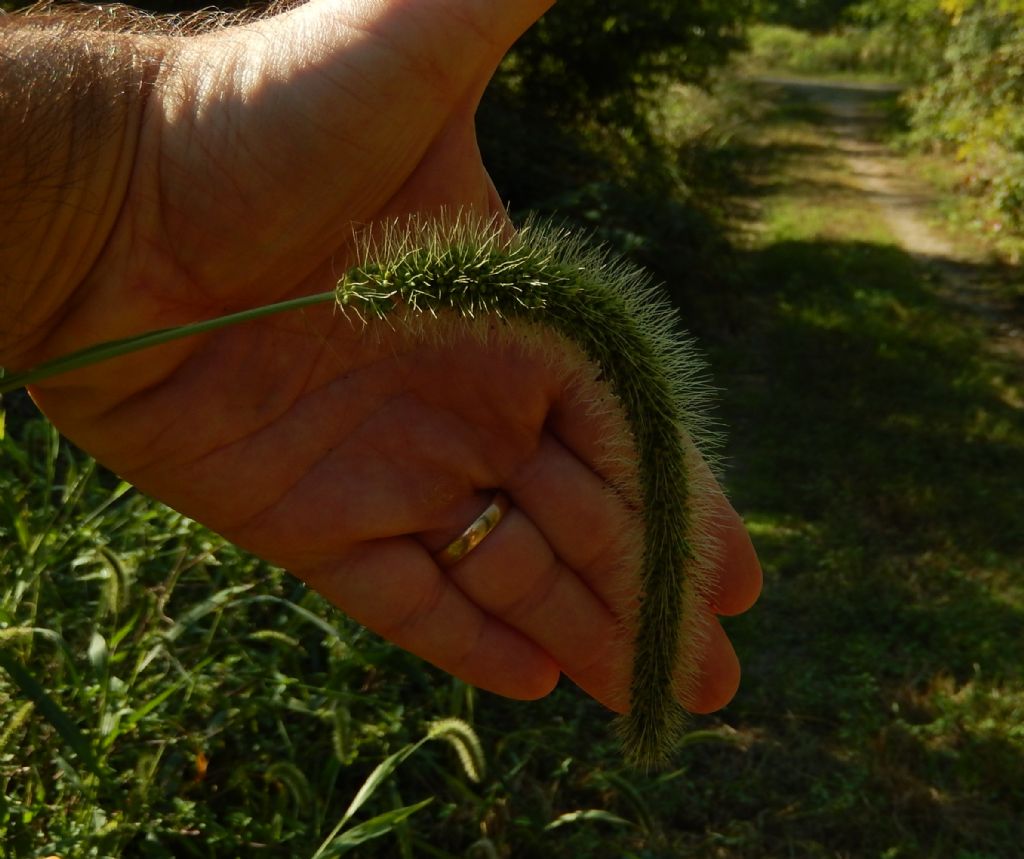 Setaria gigante