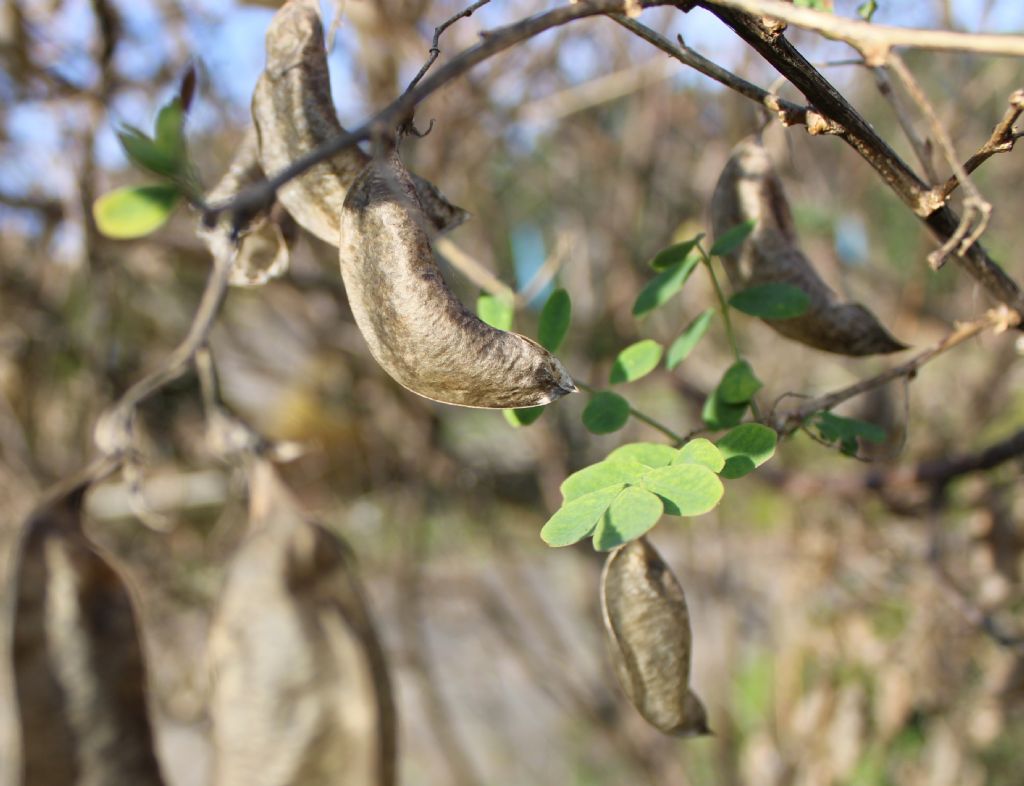 Colutea arborescens / Vescicaria (Fabaceae)