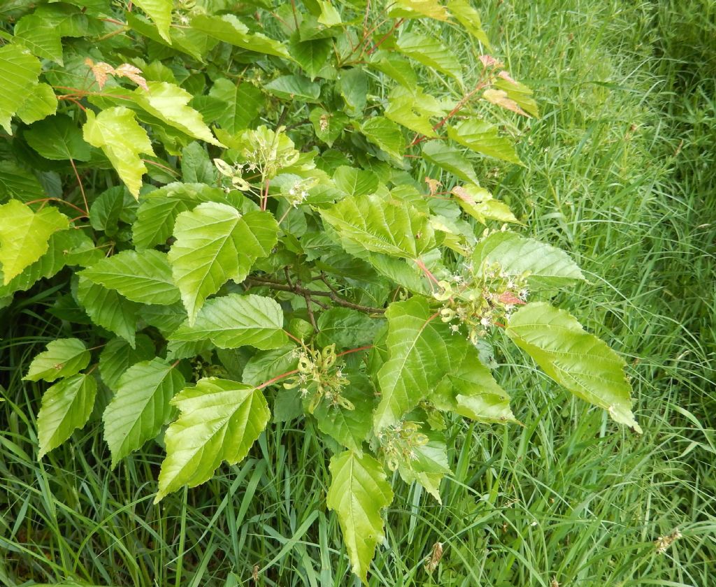 Acer ginnala