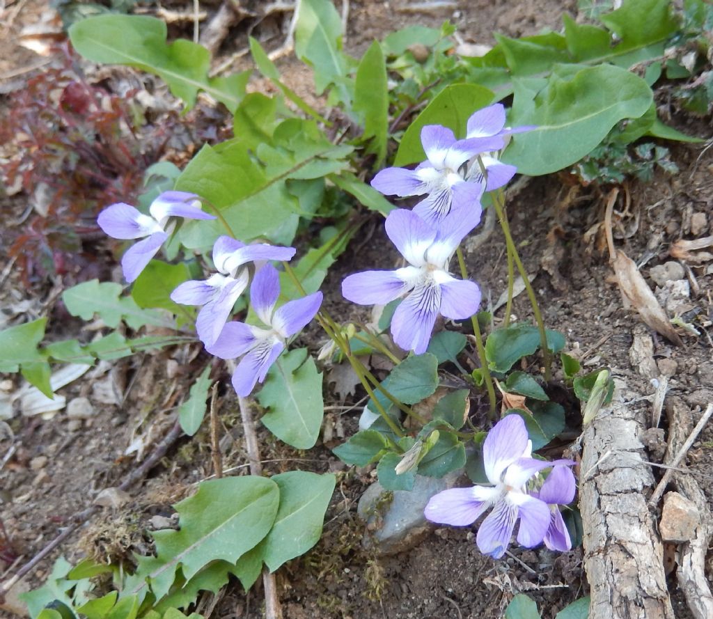 Fiore viola : Viola sp.