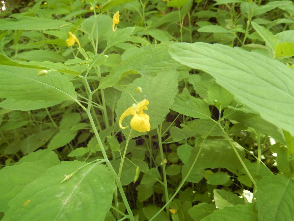 Impatiens noli-tangere