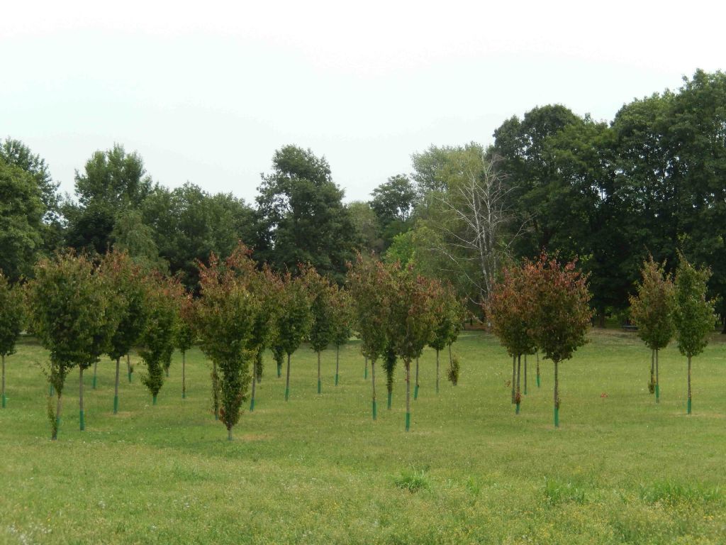 cv di Fagus sylvatica ? no Parrotia persica (Hamamelidaceae)