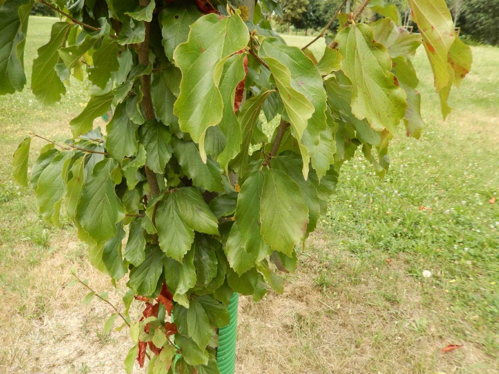 cv di Fagus sylvatica ? no Parrotia persica (Hamamelidaceae)
