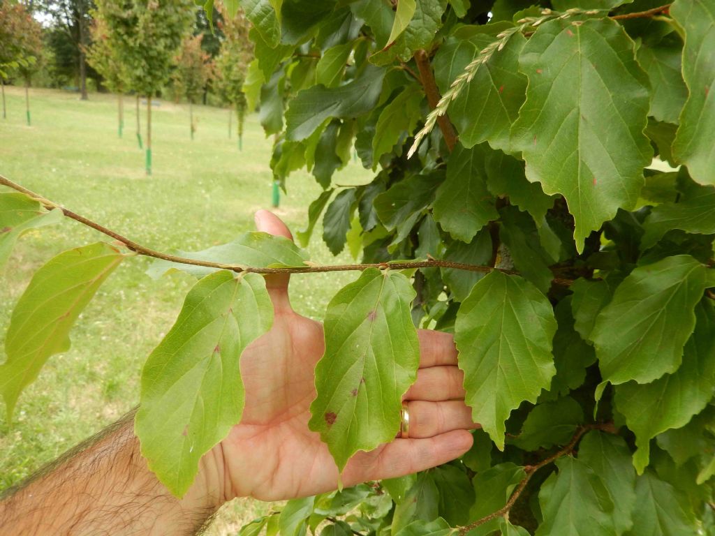 cv di Fagus sylvatica ? no Parrotia persica (Hamamelidaceae)