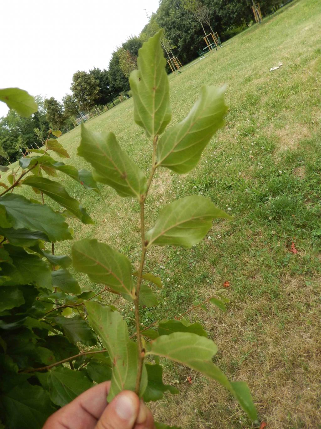 cv di Fagus sylvatica ? no Parrotia persica (Hamamelidaceae)