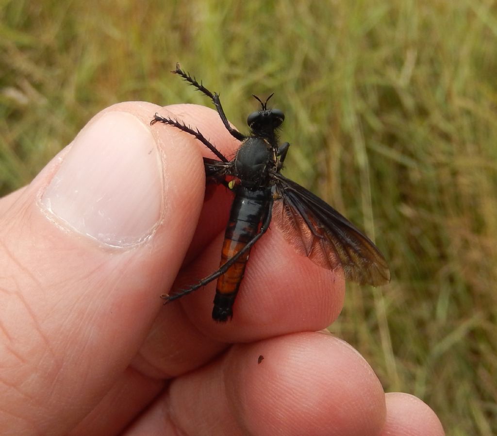 Asilide nero: Dasypogon diadema femmina