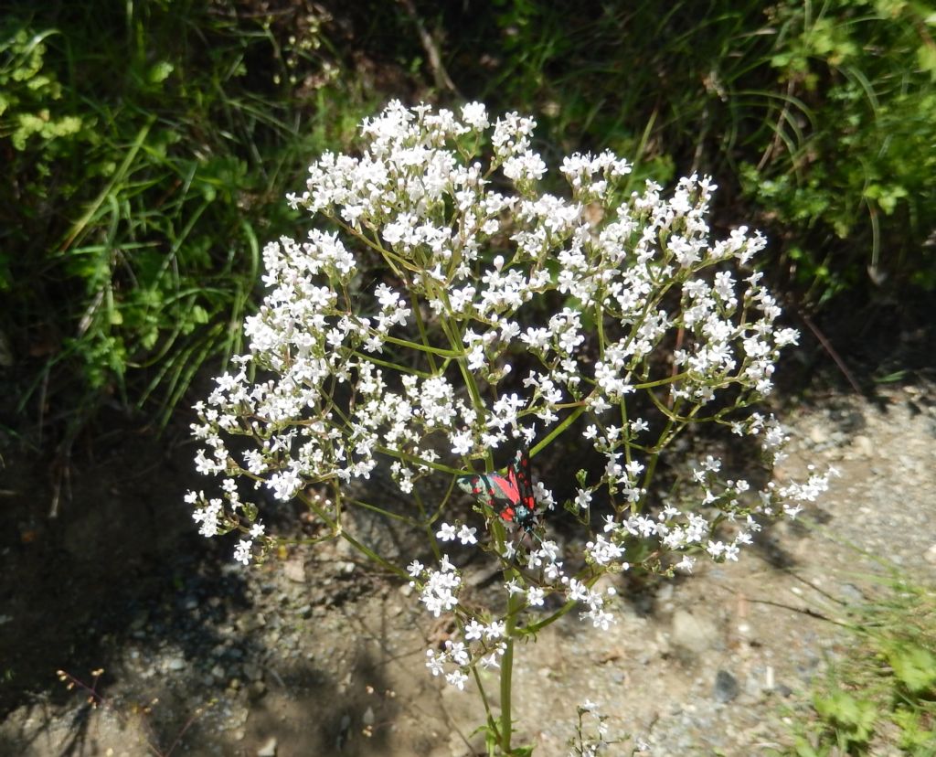 Apiacea (ex Ombrellifera)?  No, Caprifoliaceae: Valeriana sp.